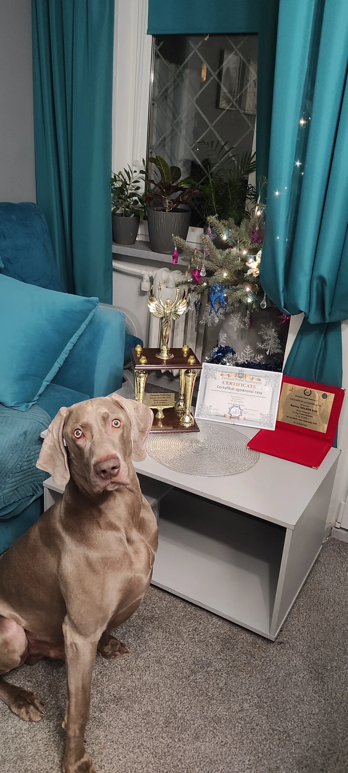 Powtórzone zdjęcie wyżła weimarskiego siedzącego na dywanie obok białego stolika z trofeami, dyplomem i pamiątkową tabliczką w salonie z niebieskimi akcentami.